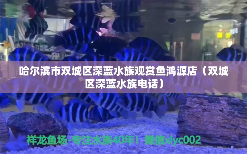 哈爾濱市雙城區(qū)深藍(lán)水族觀(guān)賞魚(yú)鴻源店（雙城區(qū)深藍(lán)水族電話(huà)） 全國(guó)水族館企業(yè)名錄