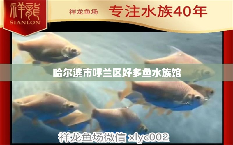 哈爾濱市呼蘭區(qū)好多魚水族館 全國水族館企業(yè)名錄