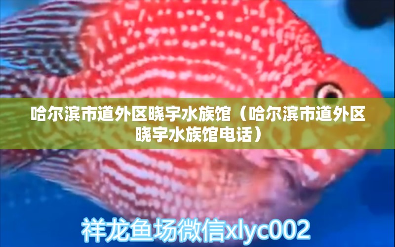 哈爾濱市道外區(qū)曉宇水族館（哈爾濱市道外區(qū)曉宇水族館電話）