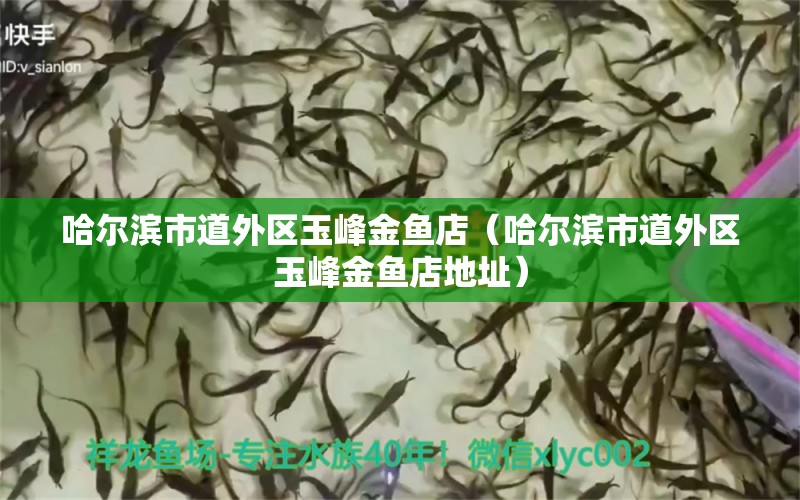 哈爾濱市道外區(qū)玉峰金魚店（哈爾濱市道外區(qū)玉峰金魚店地址）