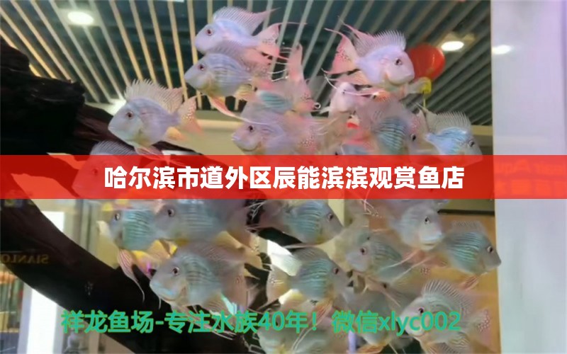 哈爾濱市道外區(qū)辰能濱濱觀賞魚店