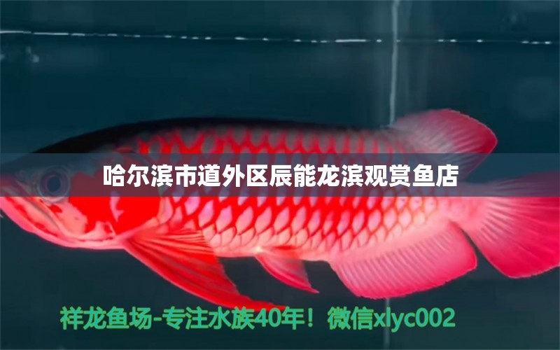 哈爾濱市道外區(qū)辰能龍濱觀賞魚店 全國水族館企業(yè)名錄