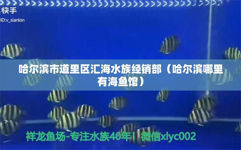 哈爾濱市道里區(qū)匯海水族經(jīng)銷部（哈爾濱哪里有海魚館） 全國水族館企業(yè)名錄