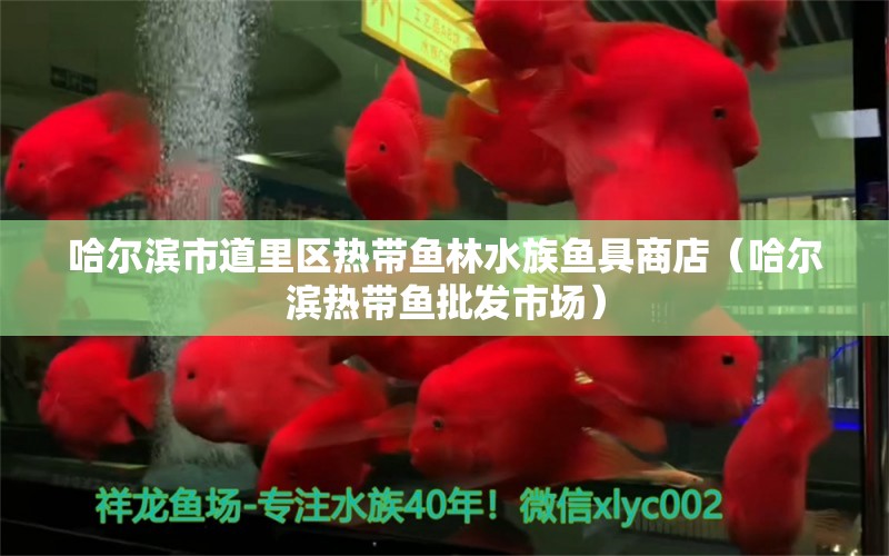 哈爾濱市道里區(qū)熱帶魚林水族魚具商店（哈爾濱熱帶魚批發(fā)市場(chǎng)）