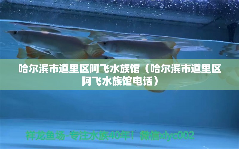 哈爾濱市道里區(qū)阿飛水族館（哈爾濱市道里區(qū)阿飛水族館電話(huà)） 全國(guó)水族館企業(yè)名錄