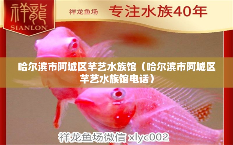 哈爾濱市阿城區(qū)芊藝水族館（哈爾濱市阿城區(qū)芊藝水族館電話）