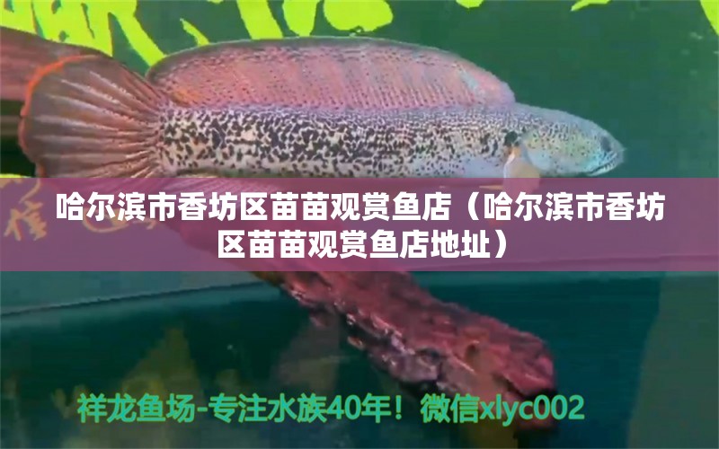 哈爾濱市香坊區(qū)苗苗觀賞魚店（哈爾濱市香坊區(qū)苗苗觀賞魚店地址） 全國水族館企業(yè)名錄