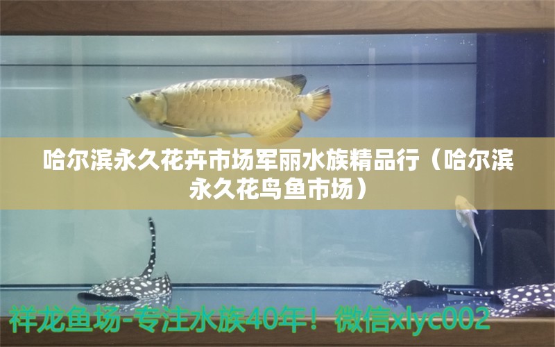 哈爾濱永久花卉市場軍麗水族精品行（哈爾濱永久花鳥魚市場）