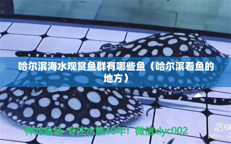 哈爾濱海水觀賞魚群有哪些魚（哈爾濱看魚的地方） 大嘴鯨魚