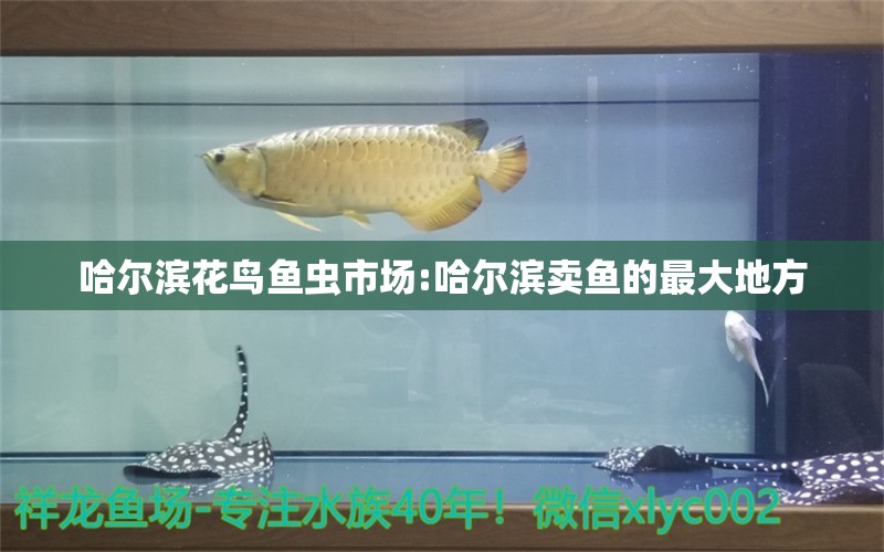 哈爾濱花鳥魚蟲市場:哈爾濱賣魚的最大地方