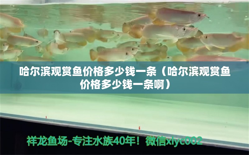 哈爾濱觀賞魚價(jià)格多少錢一條（哈爾濱觀賞魚價(jià)格多少錢一條?。?速倍妥魚糧魚藥