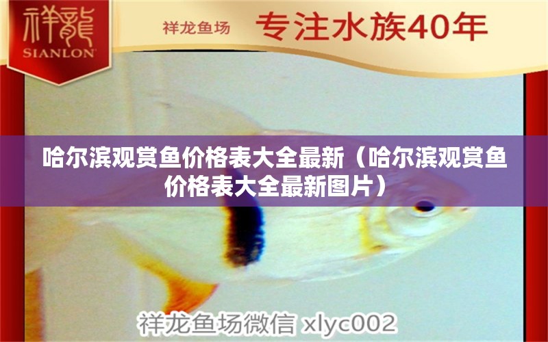 哈爾濱觀賞魚價格表大全最新（哈爾濱觀賞魚價格表大全最新圖片）