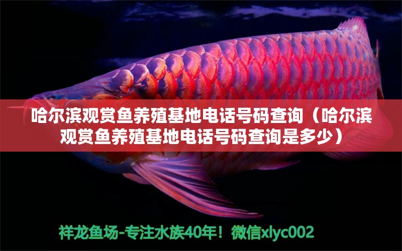 哈爾濱觀(guān)賞魚(yú)養(yǎng)殖基地電話(huà)號(hào)碼查詢(xún)（哈爾濱觀(guān)賞魚(yú)養(yǎng)殖基地電話(huà)號(hào)碼查詢(xún)是多少） 祥龍水族醫(yī)院