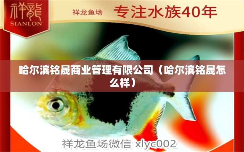 哈爾濱銘晟商業(yè)管理有限公司（哈爾濱銘晟怎么樣） 全國水族館企業(yè)名錄