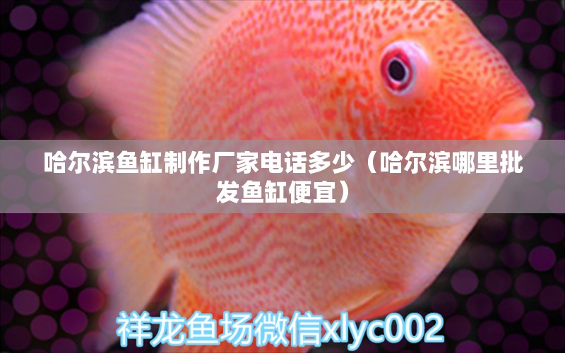 哈爾濱魚缸制作廠家電話多少（哈爾濱哪里批發(fā)魚缸便宜）