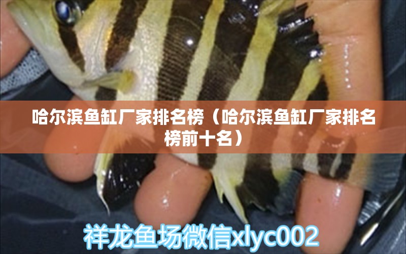 哈爾濱魚缸廠家排名榜（哈爾濱魚缸廠家排名榜前十名） 祥龍水族醫(yī)院