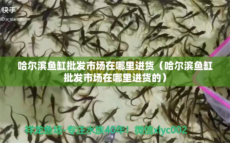 哈爾濱魚(yú)缸批發(fā)市場(chǎng)在哪里進(jìn)貨（哈爾濱魚(yú)缸批發(fā)市場(chǎng)在哪里進(jìn)貨的）