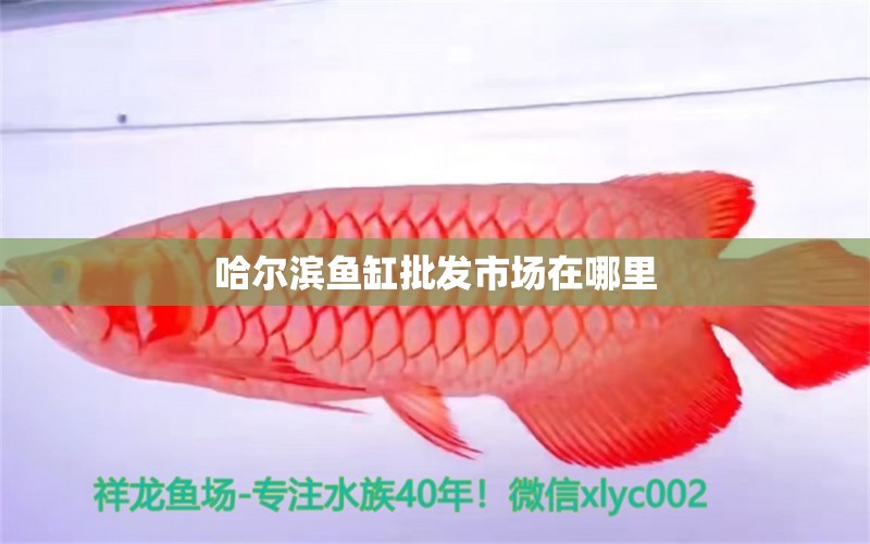 哈爾濱魚缸批發(fā)市場在哪里