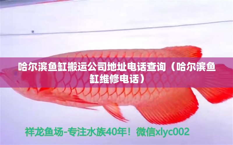 哈爾濱魚缸搬運公司地址電話查詢（哈爾濱魚缸維修電話）