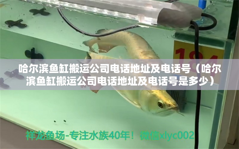 哈爾濱魚缸搬運公司電話地址及電話號（哈爾濱魚缸搬運公司電話地址及電話號是多少）