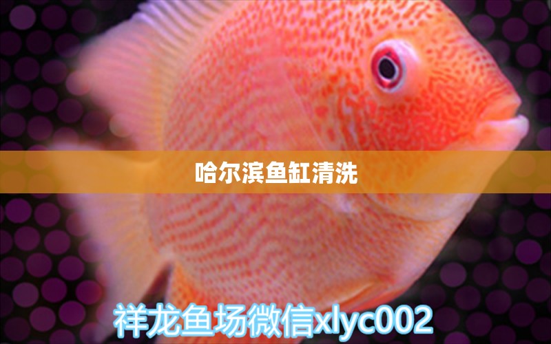 哈爾濱魚(yú)缸清洗