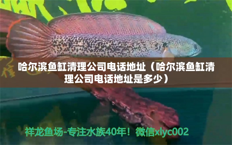 哈爾濱魚缸清理公司電話地址（哈爾濱魚缸清理公司電話地址是多少） 稀有紅龍品種