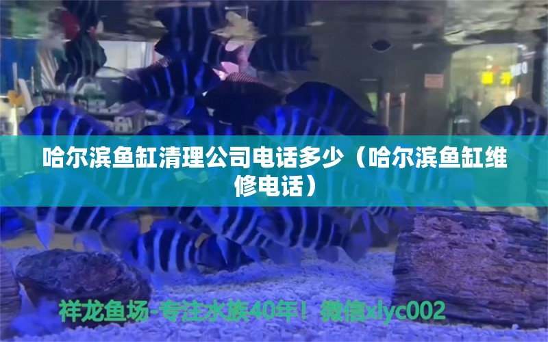 哈爾濱魚缸清理公司電話多少（哈爾濱魚缸維修電話）