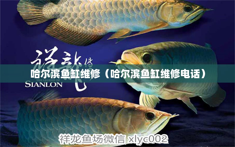 哈爾濱魚缸維修（哈爾濱魚缸維修電話）