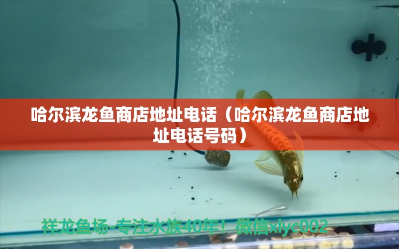 哈爾濱龍魚商店地址電話（哈爾濱龍魚商店地址電話號碼） 觀賞魚批發(fā)