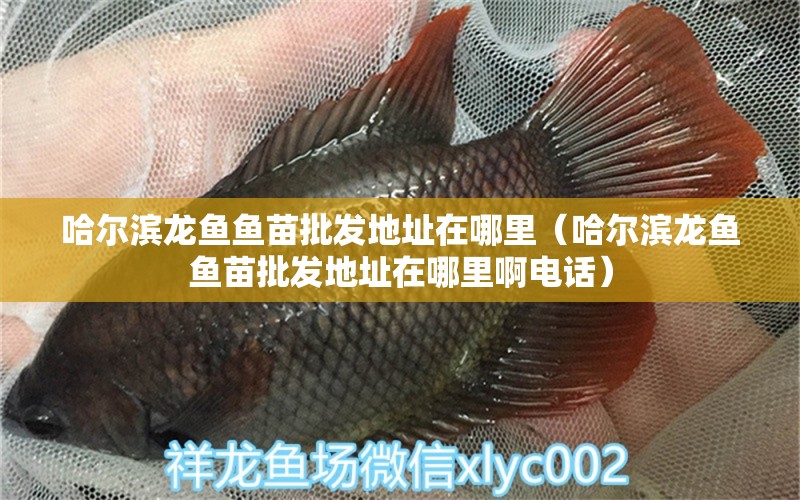 哈爾濱龍魚魚苗批發(fā)地址在哪里（哈爾濱龍魚魚苗批發(fā)地址在哪里啊電話） 古典過背金龍魚