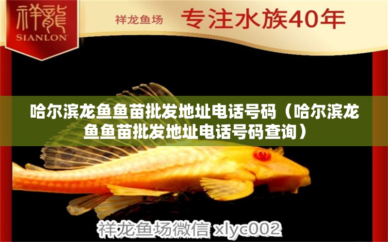 哈爾濱龍魚魚苗批發(fā)地址電話號(hào)碼（哈爾濱龍魚魚苗批發(fā)地址電話號(hào)碼查詢）