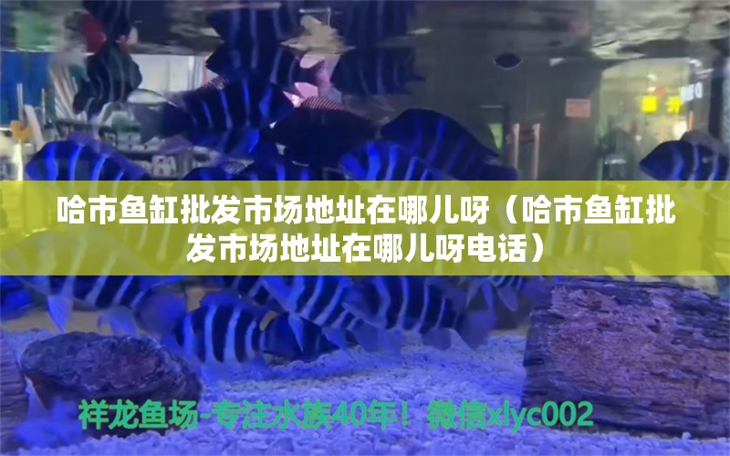 哈市魚缸批發(fā)市場地址在哪兒呀（哈市魚缸批發(fā)市場地址在哪兒呀電話）