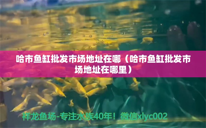 哈市魚缸批發(fā)市場地址在哪（哈市魚缸批發(fā)市場地址在哪里） 養(yǎng)魚的好處