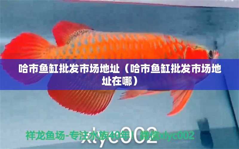 哈市魚缸批發(fā)市場地址（哈市魚缸批發(fā)市場地址在哪） 其他品牌魚缸