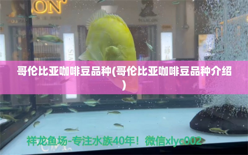 哥倫比亞咖啡豆品種(哥倫比亞咖啡豆品種介紹) 馬來西亞咖啡 第1張