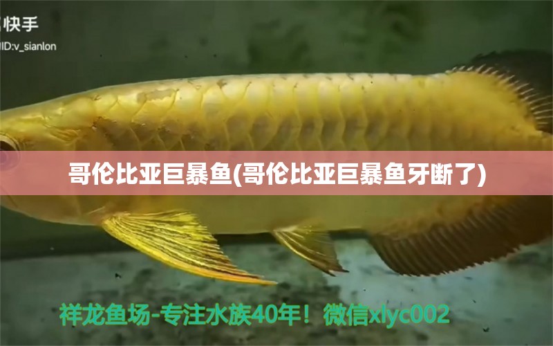 哥倫比亞巨暴魚(哥倫比亞巨暴魚牙斷了) 潛水泵 第1張