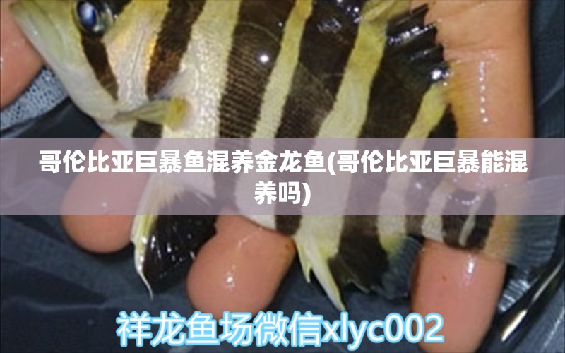 哥倫比亞巨暴魚混養(yǎng)金龍魚(哥倫比亞巨暴能混養(yǎng)嗎)