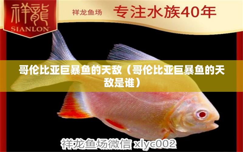 哥倫比亞巨暴魚的天敵（哥倫比亞巨暴魚的天敵是誰）