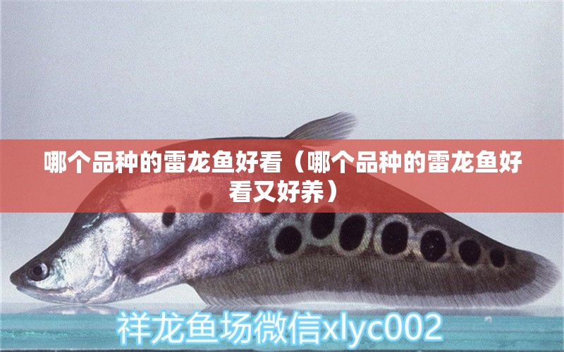 哪個品種的雷龍魚好看（哪個品種的雷龍魚好看又好養(yǎng)） 廣州龍魚批發(fā)市場