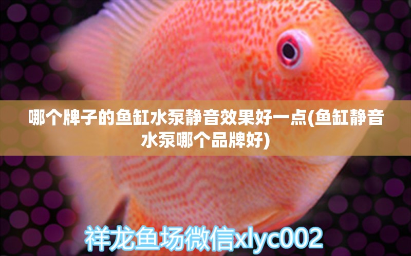 哪個牌子的魚缸水泵靜音效果好一點(魚缸靜音水泵哪個品牌好)