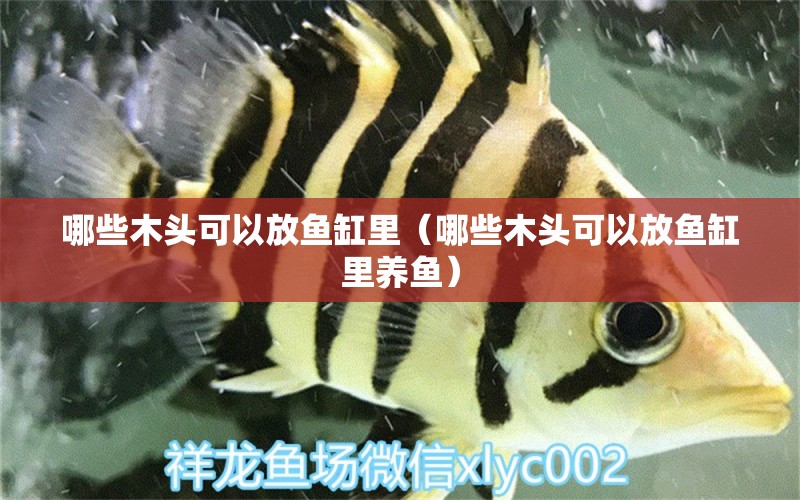 哪些木頭可以放魚缸里（哪些木頭可以放魚缸里養(yǎng)魚） 其他品牌魚缸