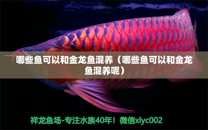 哪些魚可以和金龍魚混養(yǎng)（哪些魚可以和金龍魚混養(yǎng)呢）