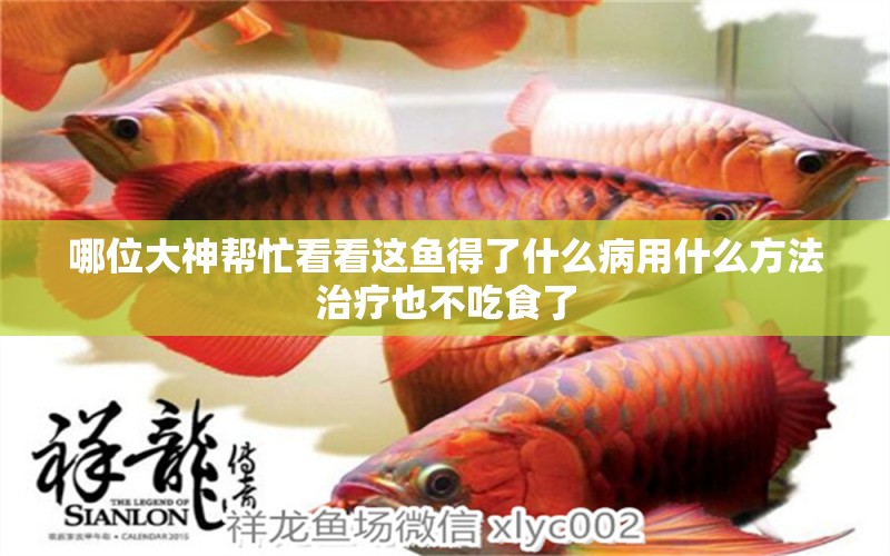 哪位大神幫忙看看這魚得了什么病用什么方法治療也不吃食了 龍魚疾病與治療