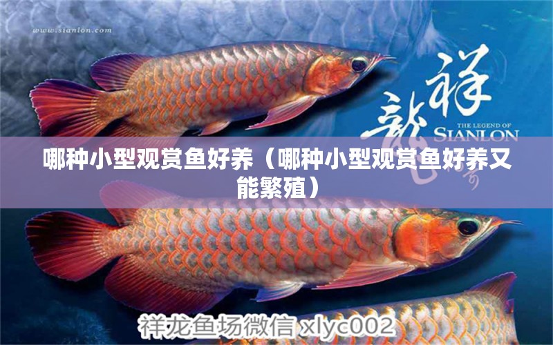 哪種小型觀賞魚好養(yǎng)（哪種小型觀賞魚好養(yǎng)又能繁殖）