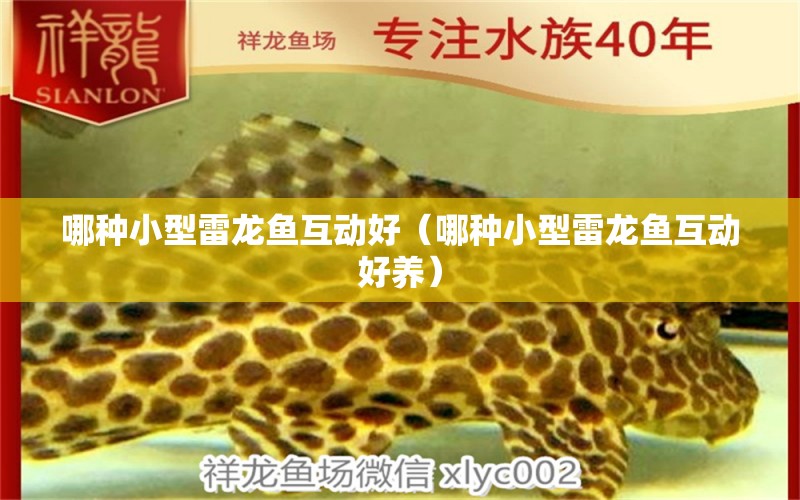 哪種小型雷龍魚互動好（哪種小型雷龍魚互動好養(yǎng)）