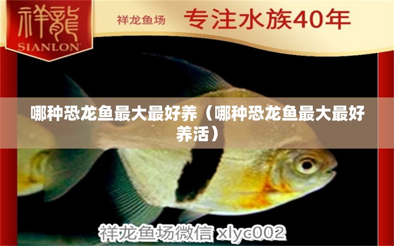 哪種恐龍魚最大最好養(yǎng)（哪種恐龍魚最大最好養(yǎng)活） 廣州龍魚批發(fā)市場