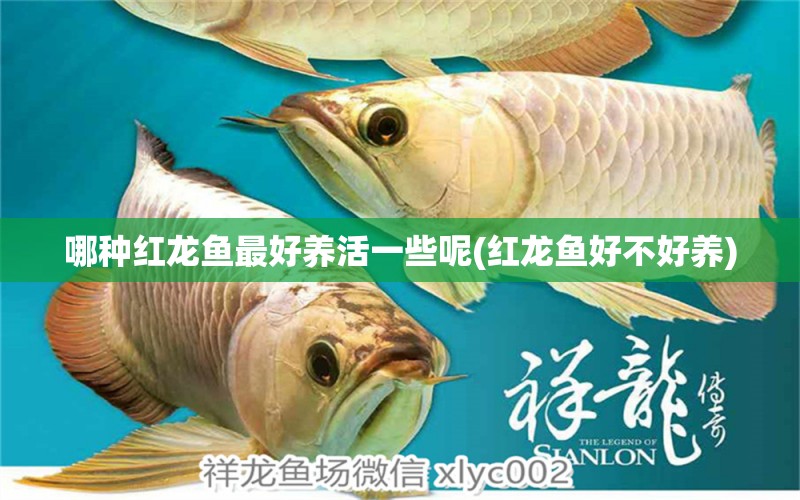 哪種紅龍魚最好養(yǎng)活一些呢(紅龍魚好不好養(yǎng)) 印尼四紋虎