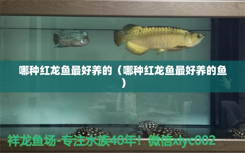 哪種紅龍魚最好養(yǎng)的（哪種紅龍魚最好養(yǎng)的魚）