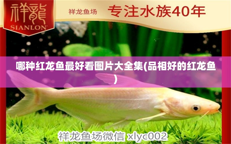 哪種紅龍魚(yú)最好看圖片大全集(品相好的紅龍魚(yú))