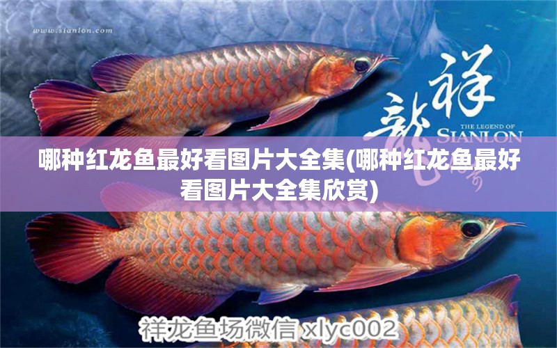 哪種紅龍魚(yú)最好看圖片大全集(哪種紅龍魚(yú)最好看圖片大全集欣賞)